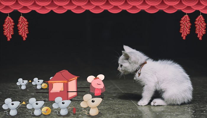 做梦梦见被猫追