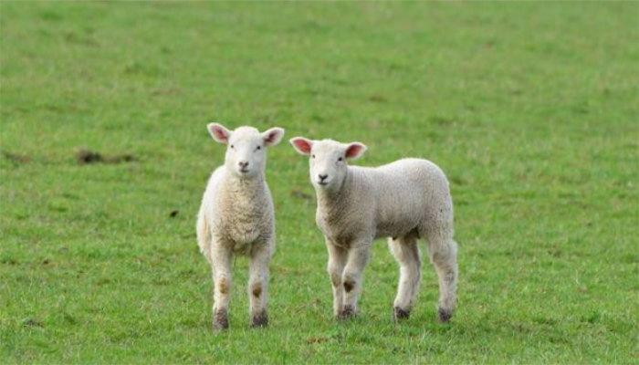 做梦梦见羊妈妈分娩小羊羔