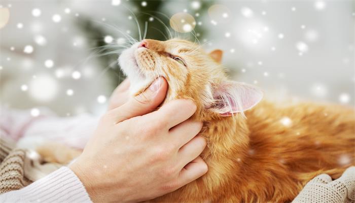 做梦梦见猫说话