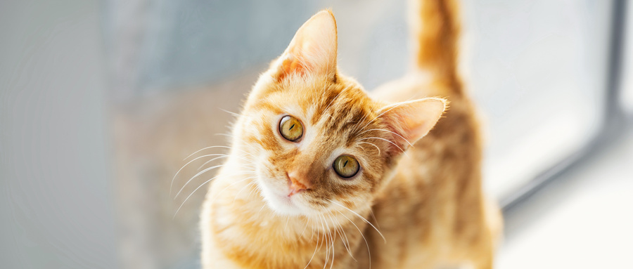做梦梦见被猫抓什么意思