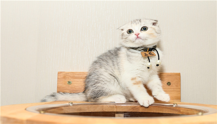 做梦梦见自己养的猫从楼上掉下去