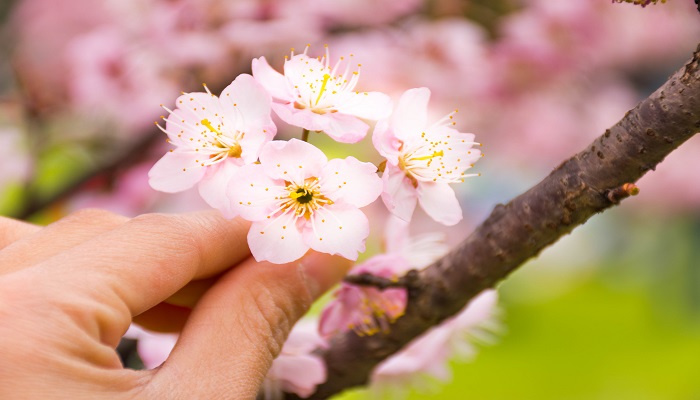 做梦梦见摘花是什么意思有什么预兆