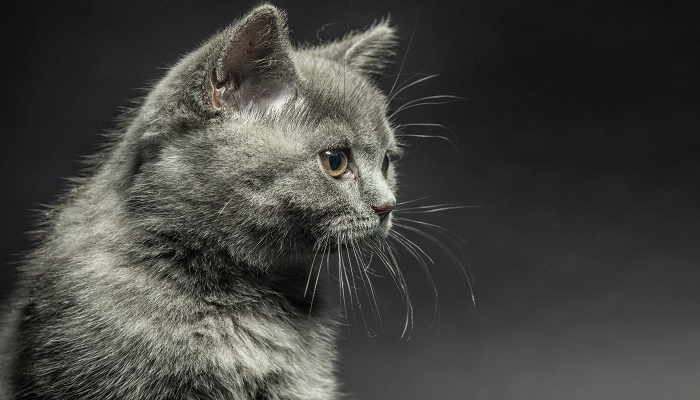 做梦梦见被猫追是什么意思 做梦梦见被猫追有什么预兆