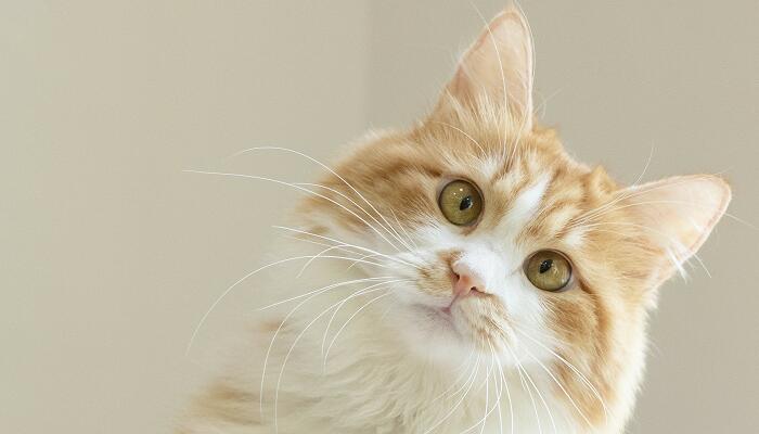 做梦梦见猫来亲近我