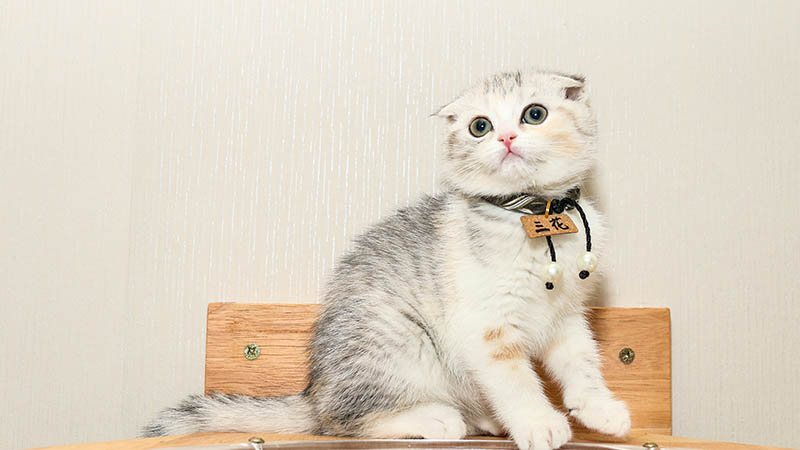 做梦梦见被猫咬了是什么意思
