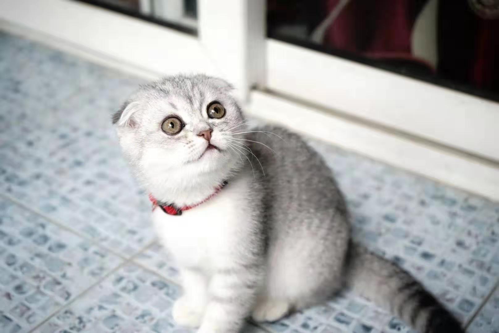 做梦梦见被猫追什么意思