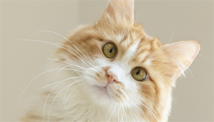 做梦梦见被猫咬住不放很疼