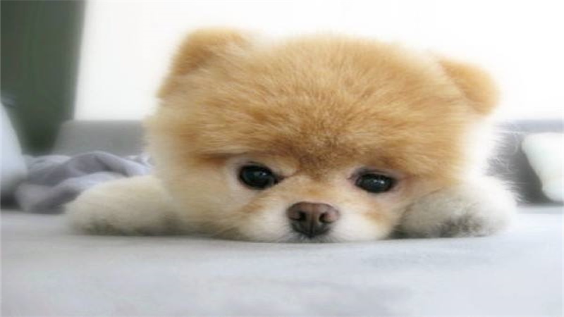 19年狗运势，详细解释