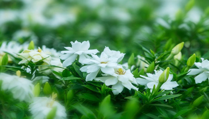 做梦梦见栀子花是什么意思 做梦梦见栀子花是什么预兆