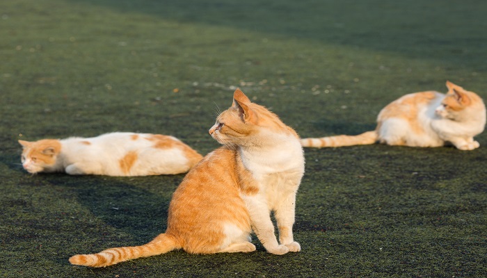 做梦梦见好几只猫