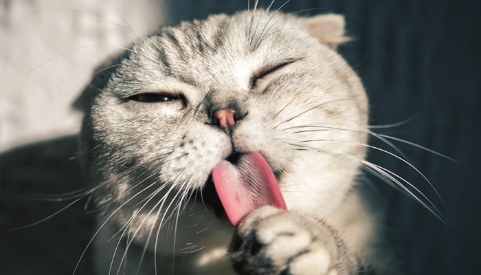 做梦梦见一只小猫