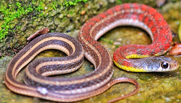 女人做梦梦见多条蛇预示着什么