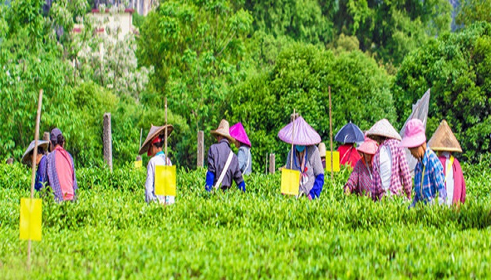 做梦梦见摘茶籽是什么意思