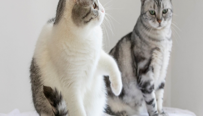做梦梦见小猫生了好多猫仔