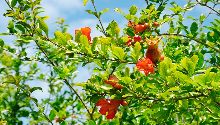 做梦梦见石榴树开花是什么意思 做梦梦见石榴树开花有什么预兆