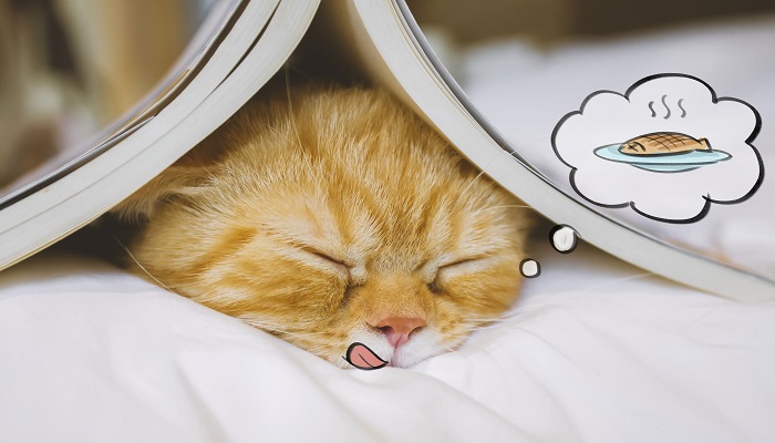 做梦做梦梦见猫是什么意思 做梦做梦梦见猫有什么预兆