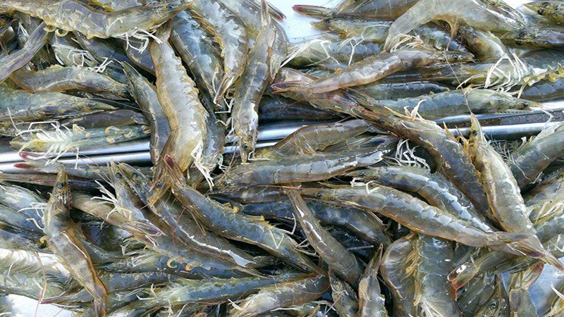 做梦梦见好多虾是什么征兆