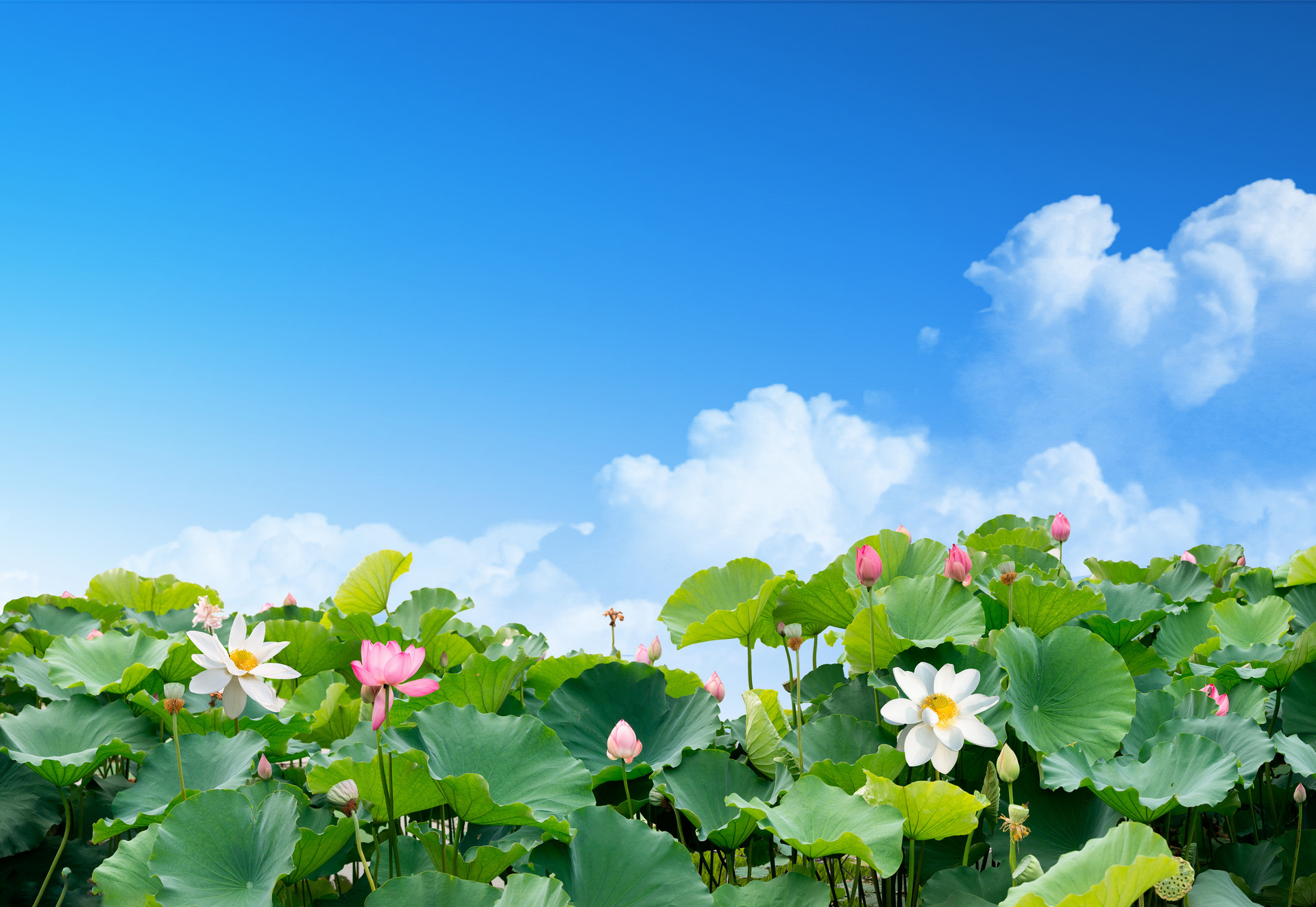做梦梦见荷花池塘什么意思