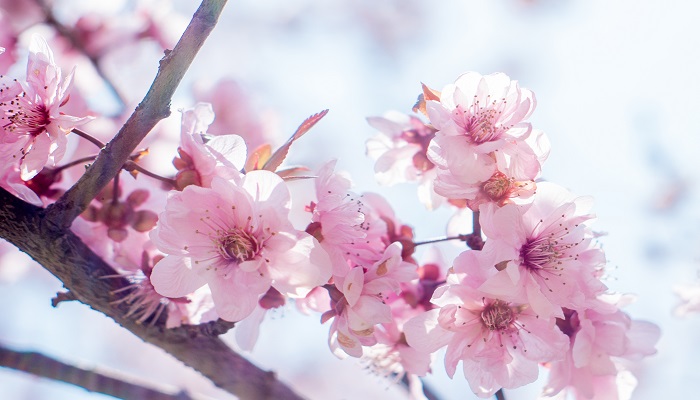 孕妇做梦梦见桃花是什么意思 孕妇做梦梦见桃花有什么预兆