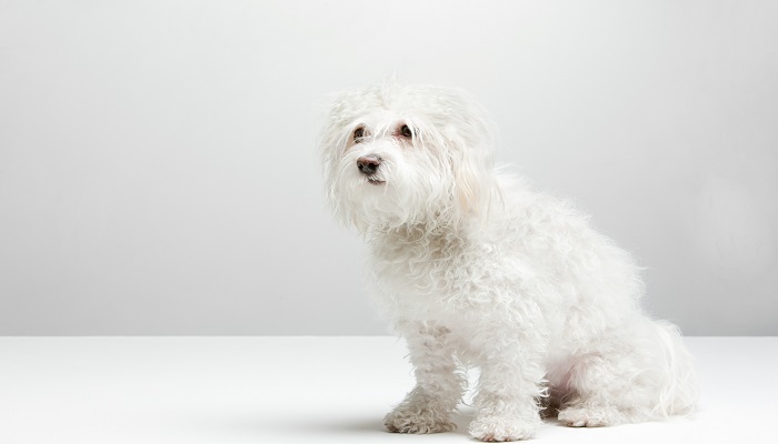 做梦梦见白狗的宝妈都生了女儿吗