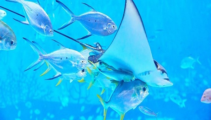 做梦梦见鱼在水里游是什么意思