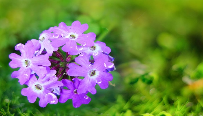 做梦梦见假花是什么意思 做梦梦见假花是什么预兆