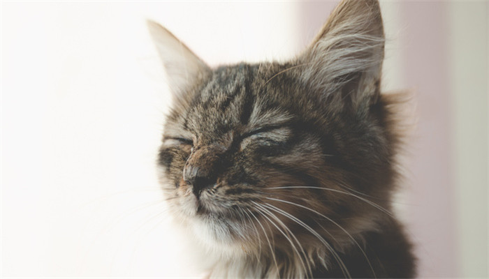 梦到养了一只猫