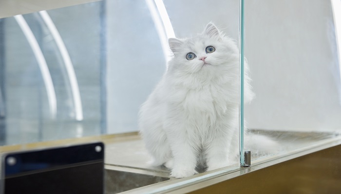 做梦梦见一只小猫是什么意思 做梦梦见一只小猫有什么预兆