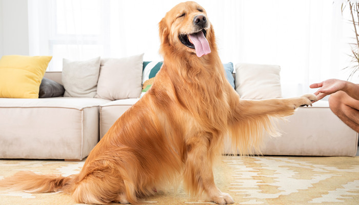 做梦梦见恶狗咬我把它打死