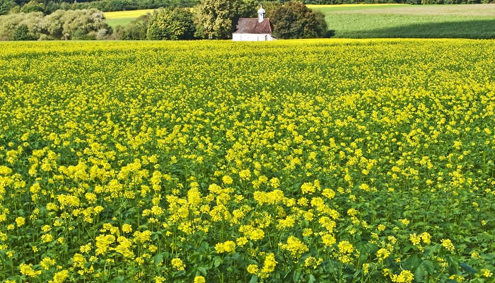做梦梦见芥子是什么意思 做梦梦见芥子是什么预兆