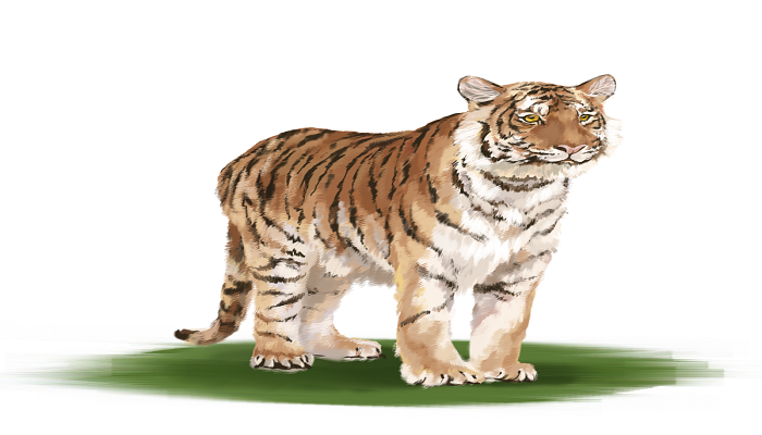 体态庞大的是什么生肖，详细介绍