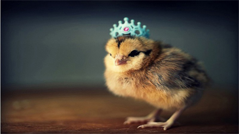 属鸡的几点出生好，标准答案