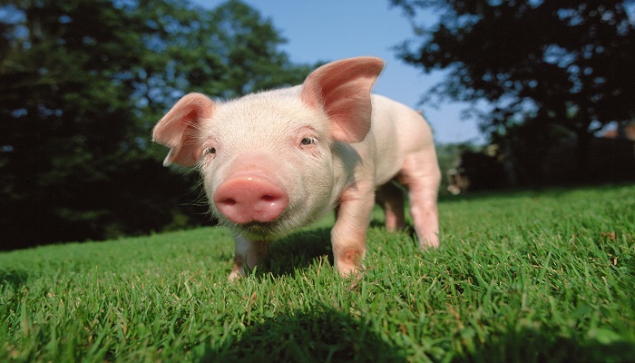 女人梦到被猪追咬是什么意思 女人梦到被猪追咬有什么预兆