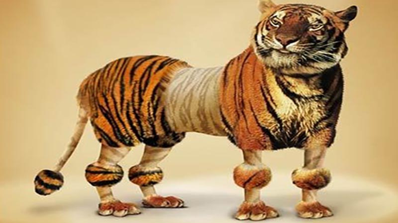 属虎和属猪的合不合，详细介绍