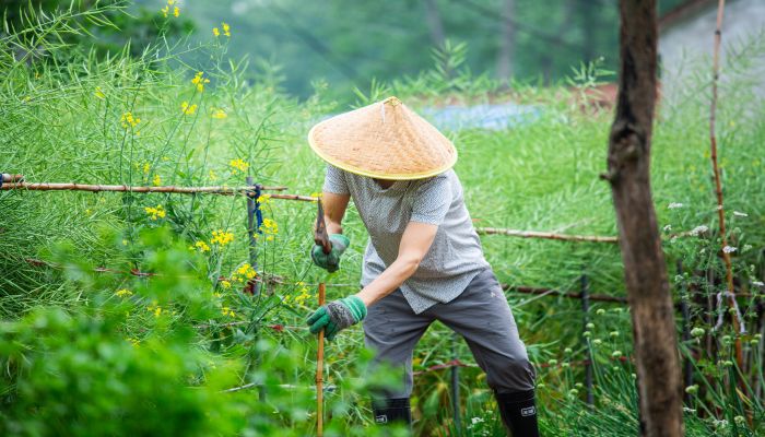 做梦梦见种菜是什么意思 做梦梦见种菜有什么预兆