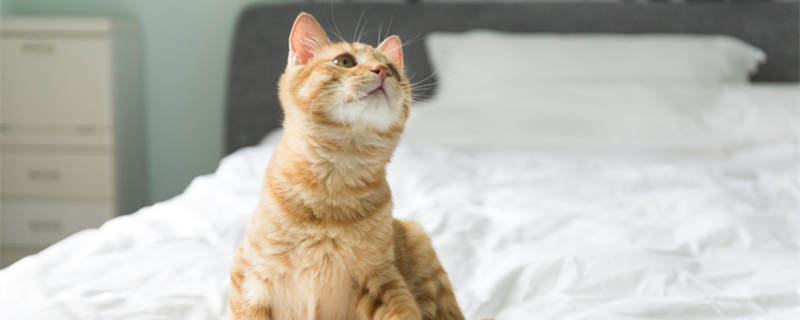 做梦梦见一只小猫崽