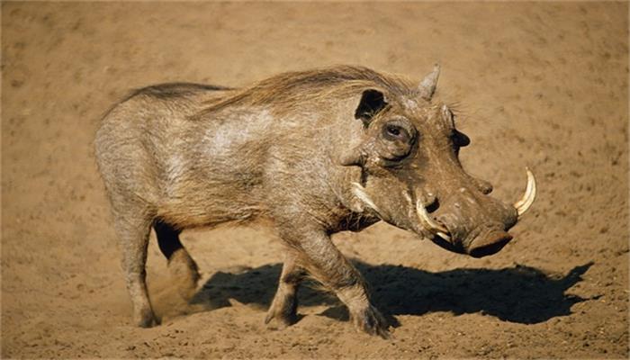做梦梦见被野猪攻击是什么意思