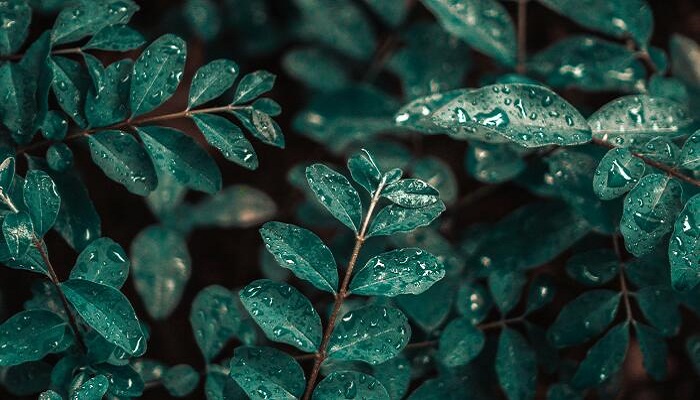 做梦梦见淋雨