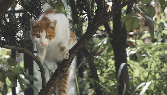 梦到猫是什么意思