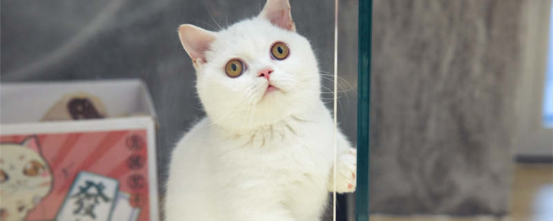 梦到猫是什么意思周公解梦