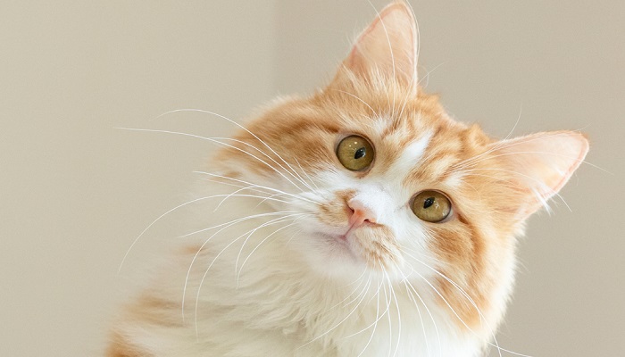 做梦梦见一只小猫什么预兆