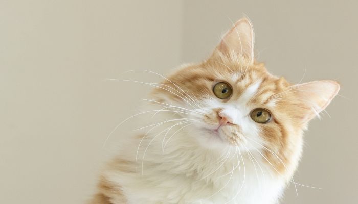 孕妇做梦手被猫抓伤了是什么意思 孕妇做梦手被猫抓伤了有什么预兆