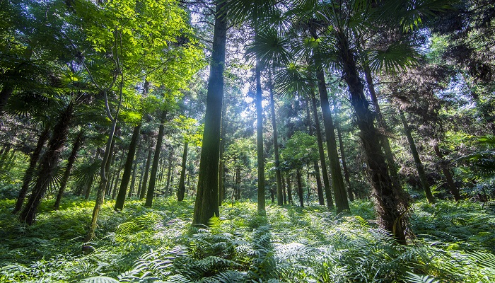 做梦梦见热带雨林是什么意思 做梦梦见灌木有什么预兆