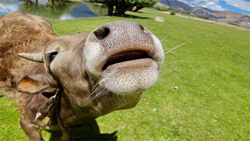属牛的男人感情弱点，详细介绍