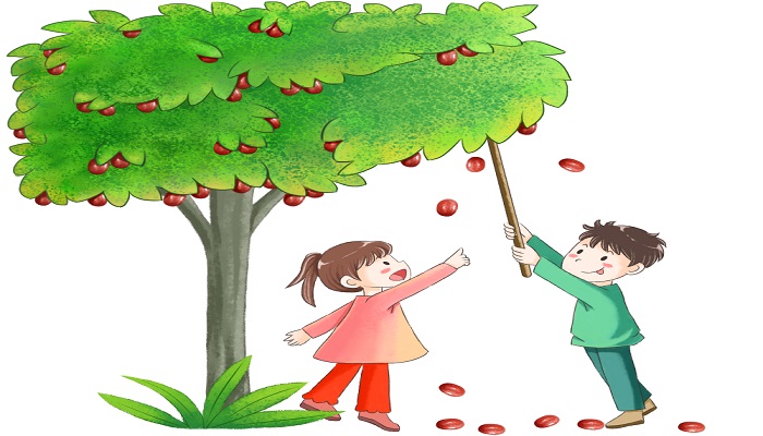 做梦梦见枣树种枣树是什么意思 做梦梦见枣树种枣树有什么预兆