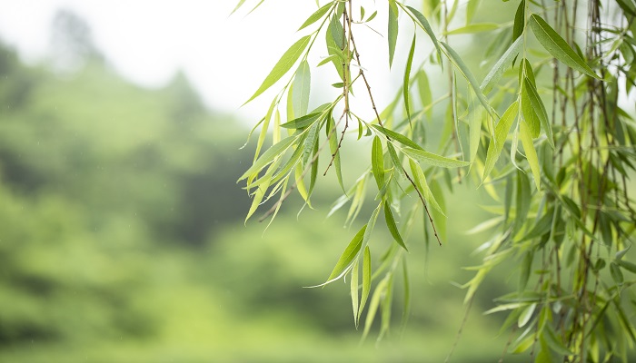 做梦梦见柳树是什么意思 做梦梦见柳树有什么预兆
