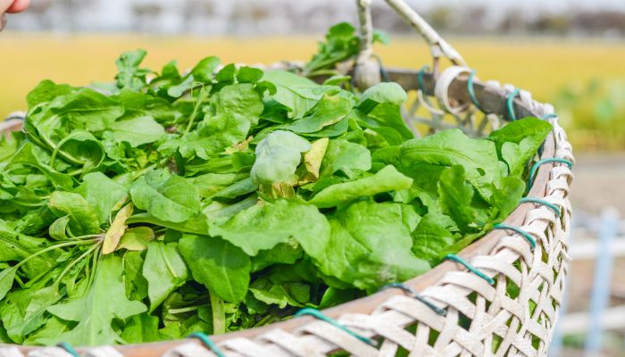 做梦梦见吃野菜是什么意思 做梦梦见吃野菜是什么预兆