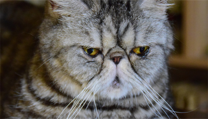 做梦梦见小猫扑到身上是什么