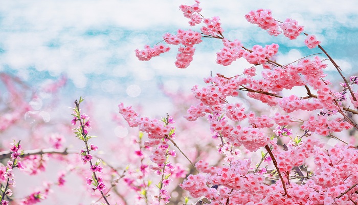 做梦梦见桃花开满枝头是什么意思 做梦梦见桃花开满枝头有什么预兆
