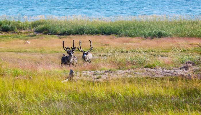 做梦梦见打猎 狩猎是什么意思 做梦梦见打猎 狩猎是什么预兆